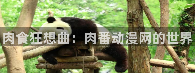 58动漫动画：肉食狂想曲：肉番动漫网的世界